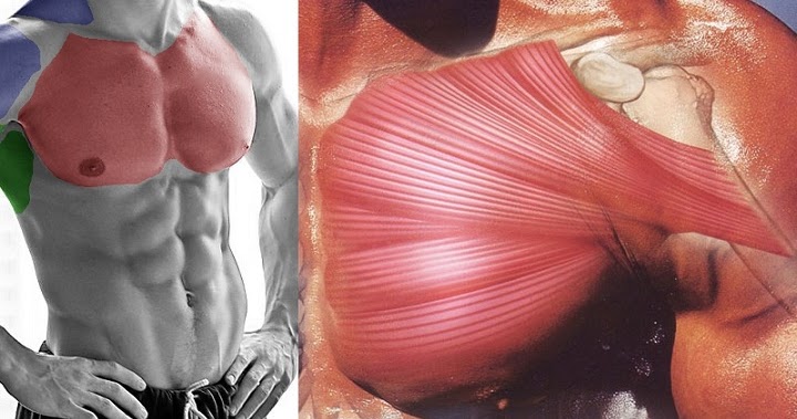 6 Insider Tips to Boost Your Chest Muscles for Big Gains