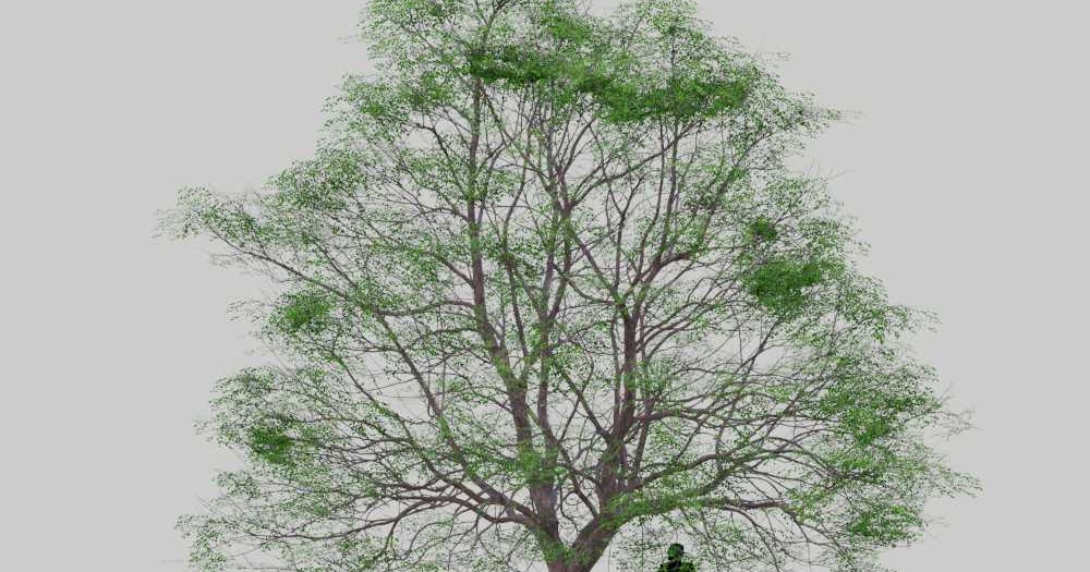 Деревья в blender 3d. Дерево 3д модель. Деревья для моделирования. Дерево модель блендер. Реалистичное дерево.