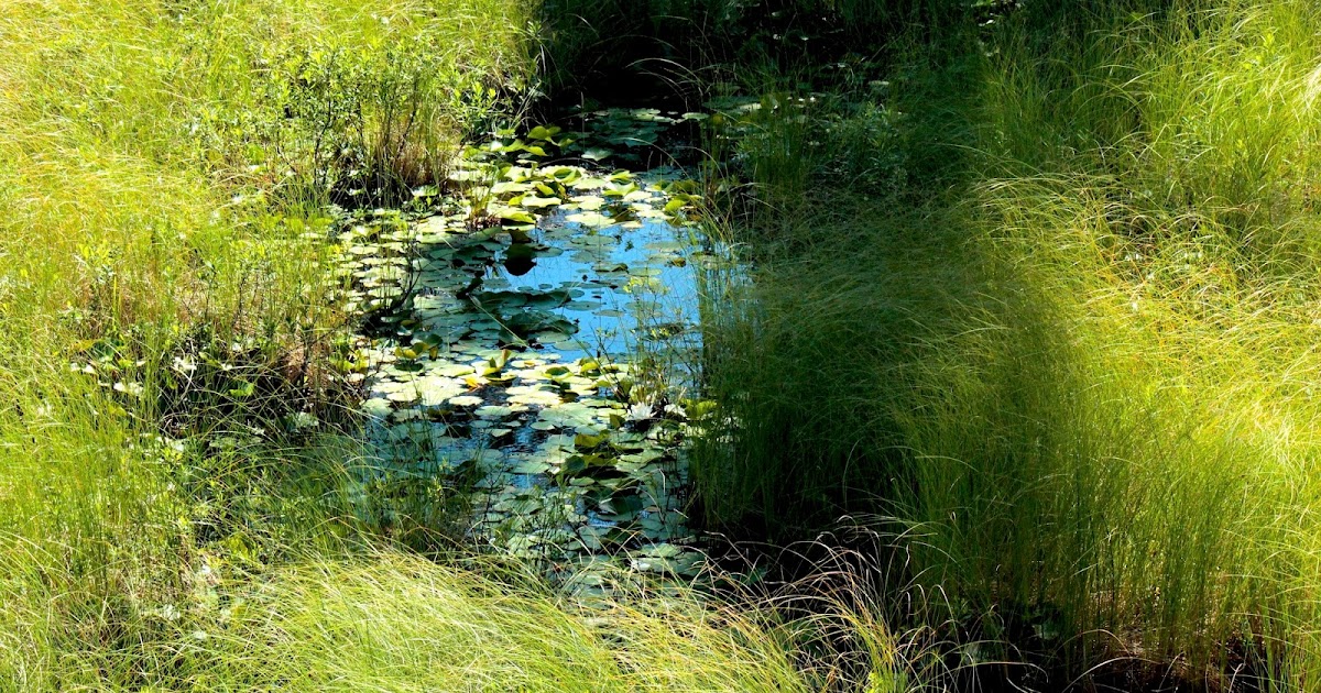 Grandparents Teach, Too Kids Can Catch Fish in a Bottle