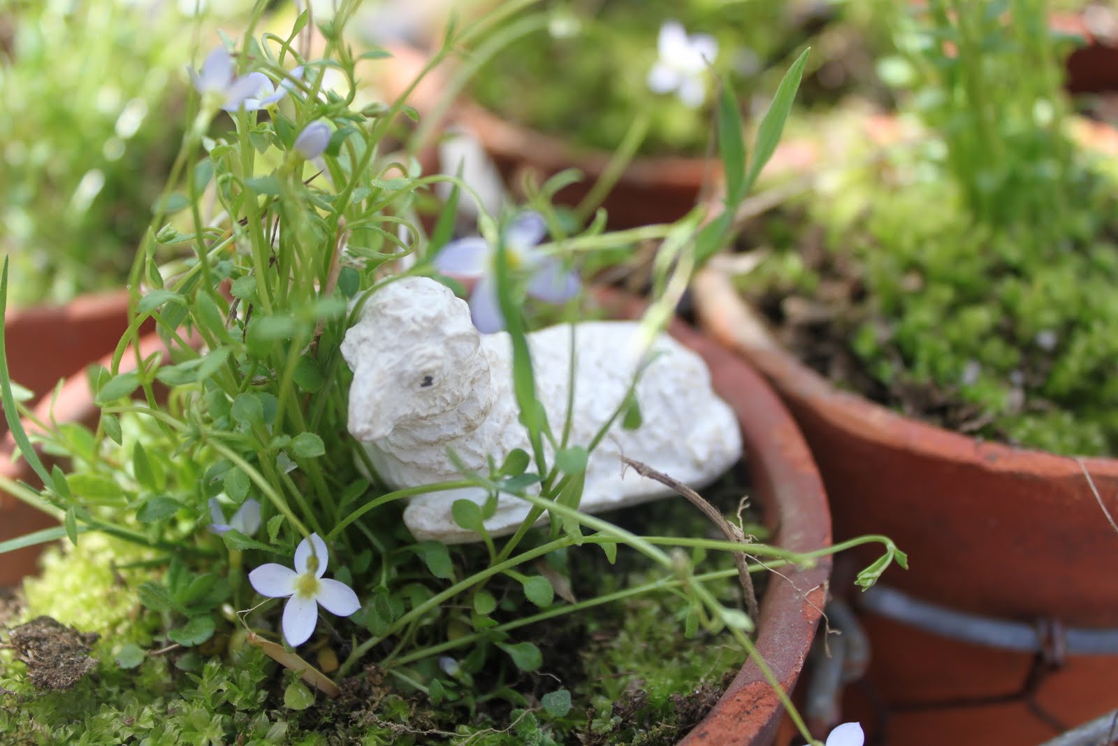52 FLEA Me Nots in French Clay Pots