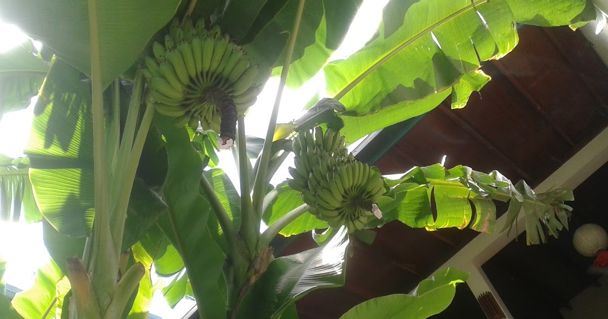 Naheez Thawfeeg's Blog Afternoon coffee in Olive Garden