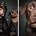 Hilarious Pictures Of Dogs Trying To Catch Treats In The Air