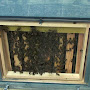 Cadre vitré pour observer les abeilles