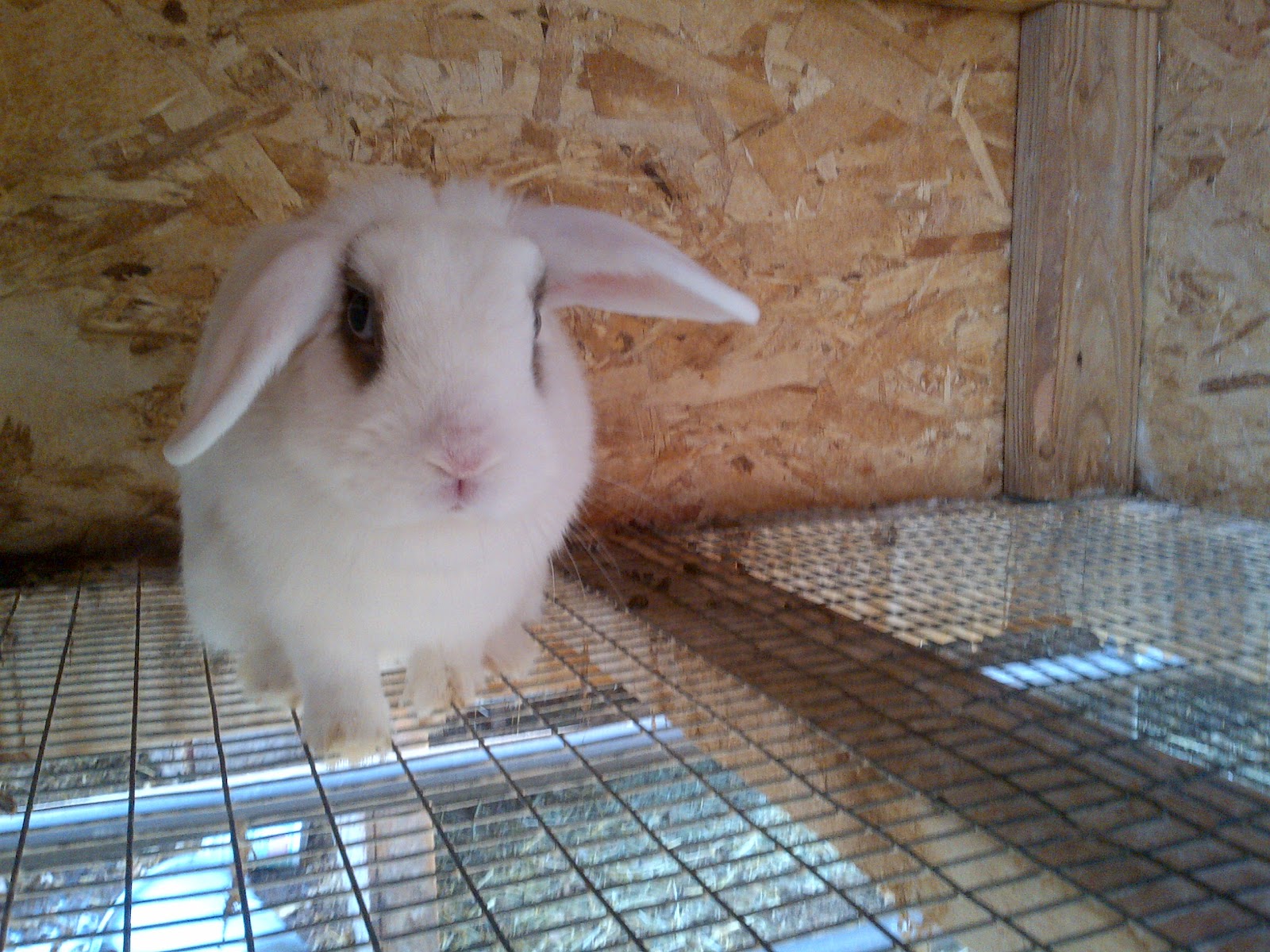 How Much Does A Dwarf Hotot Rabbit Cost These breeders independently