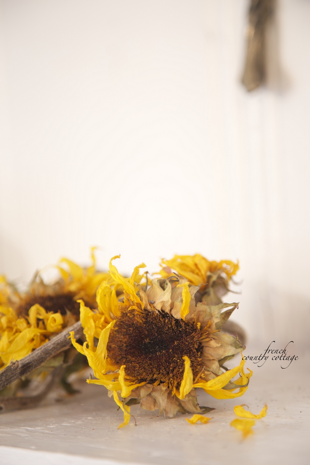 The secret to drying sunflowers FRENCH COUNTRY COTTAGE