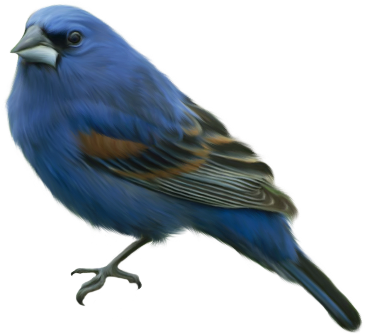 Editando Photoshop: Pássaros PNG