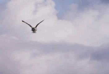 Resultado de imagem para coruja branca gif