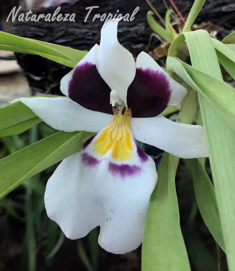 Flor de la orquídea Miltoniopsis roezlii