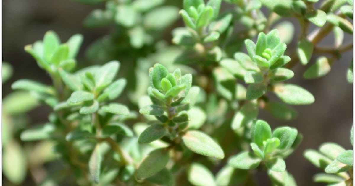 fresh thyme in hindi fresh thyme in hindi