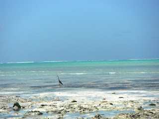 jambiani and page beach in zanzibar, rhythm of tidal, colors of water and sky, sustainable tourism