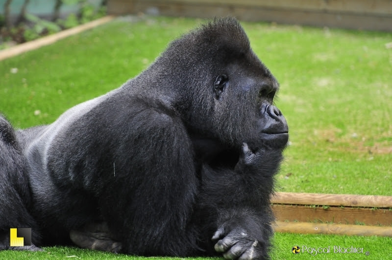 A quoi pense ce gorille photo Pascal Blachier