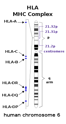 HUMAN LEUKOCYTE ANTIGEN TYPES visual data 8