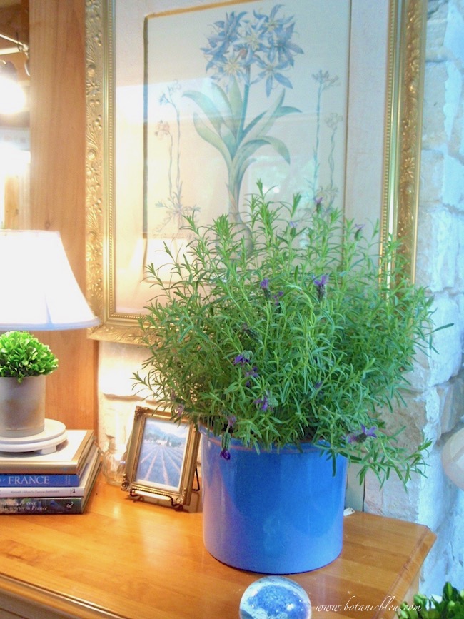 Fresh lavender bedding plants make good indoor arrangements before transplanting them outside