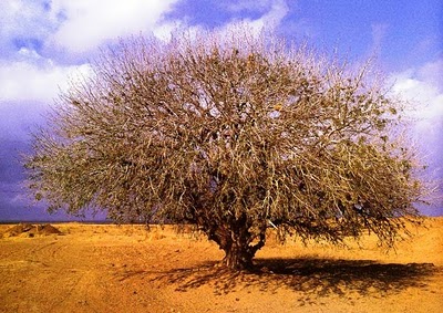 Hasane Tree Muttering & Plant Musings