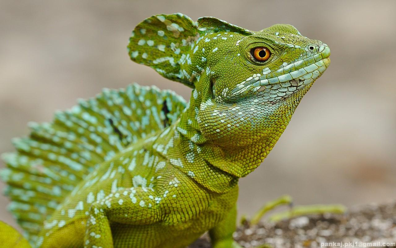 World Best Collection Have you seen green animal 331