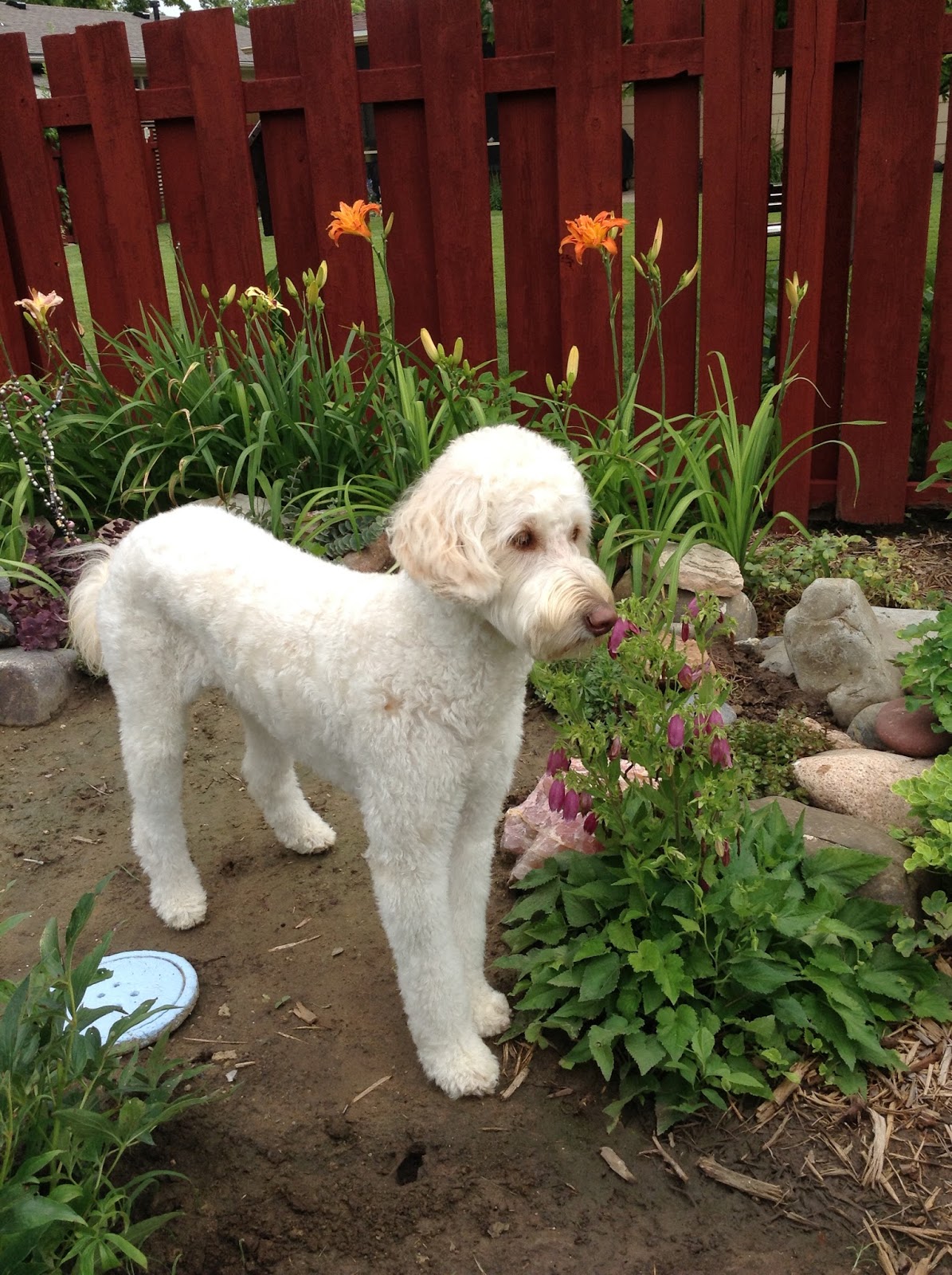 is ninebark poisonous to dogs