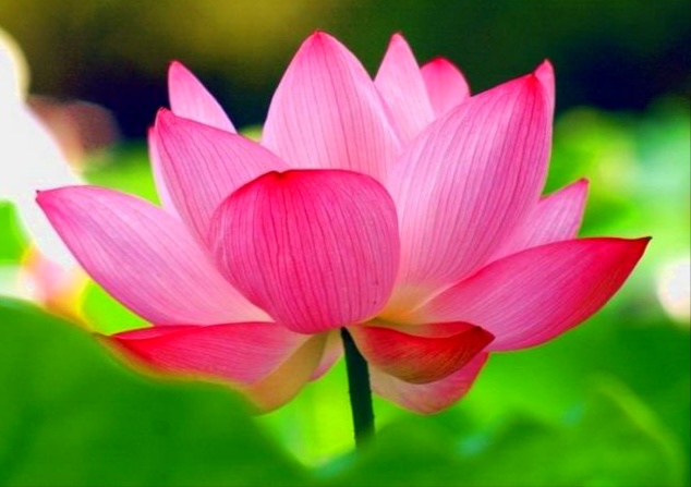 Gambar Bunga Indah dan Cantik | Kumpulan Gambar