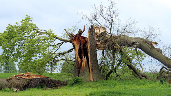 Fallen diseased tree Marietta Ga