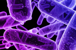 Las bacterias son organismos unicelulares microscópicos, sin núcleo ni clorofila, que pueden presen