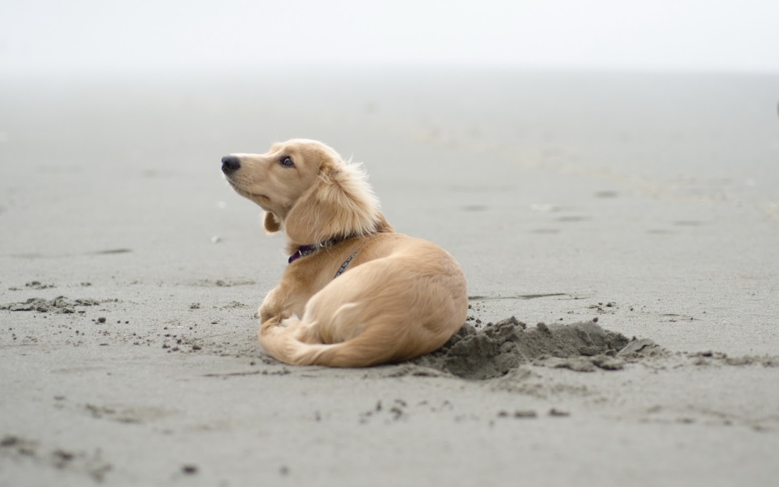 Dog On The Sand Mystery Wallpaper
