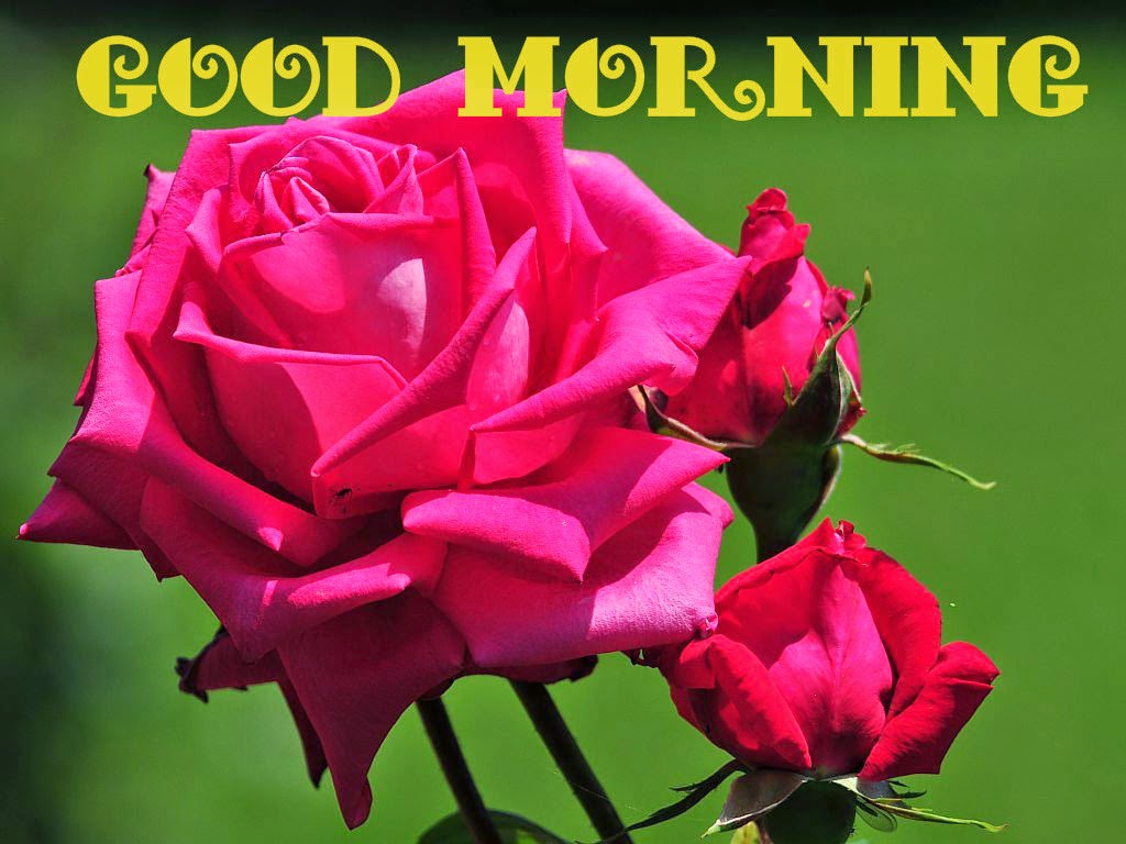 Lovely Good Morning Pink Rose Images Download Festival