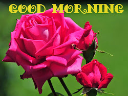 morning rose pink quotes lovely fresh gud wishgoodmorning wishes flowers wallpapers mojly status icture code