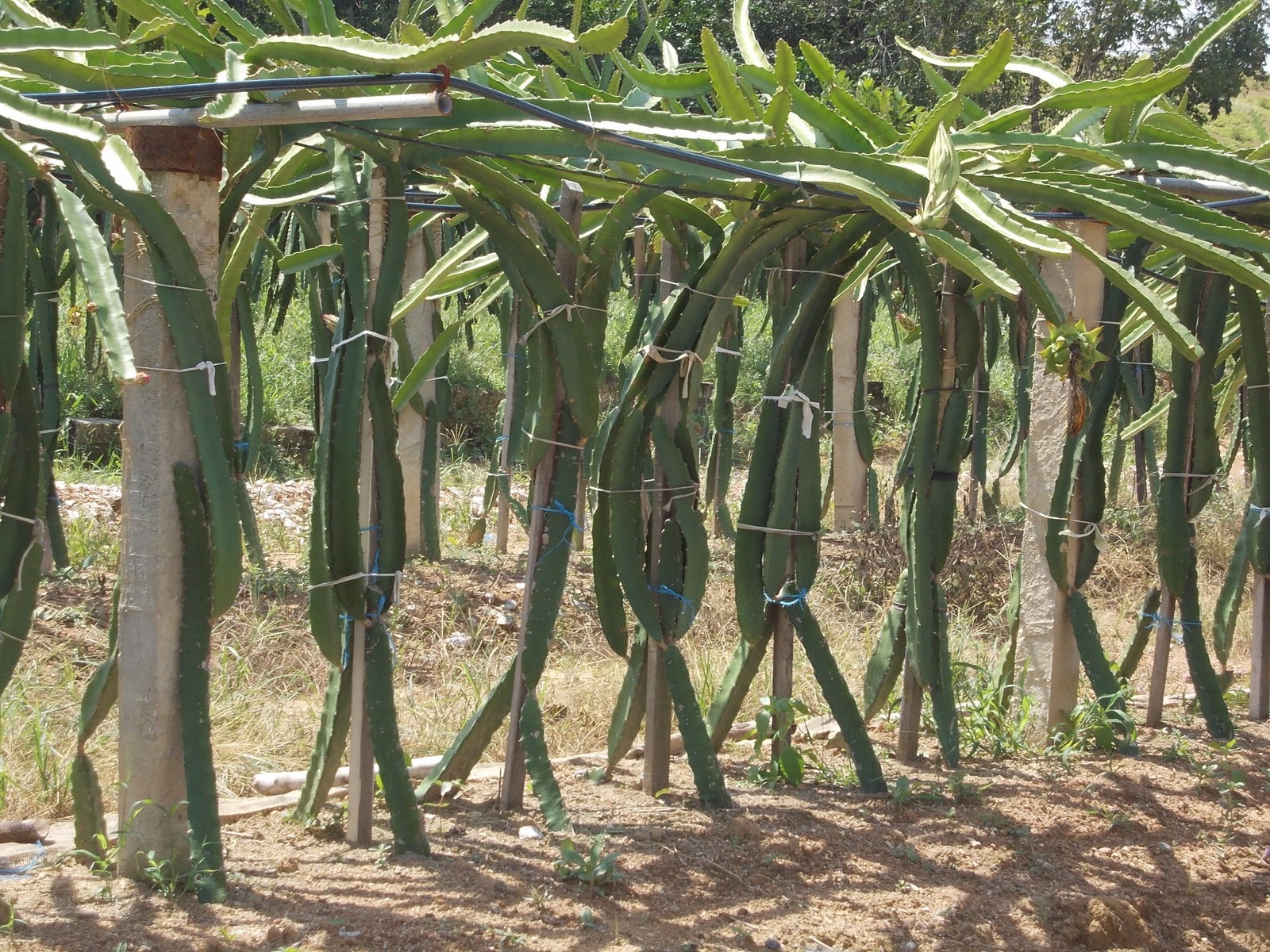Pitaya planta cuidados