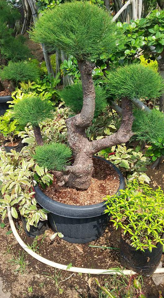 4 JENIS TANAMAN BONSAI UNTUK TAMAN MINIMALIS | Tanaman ...
