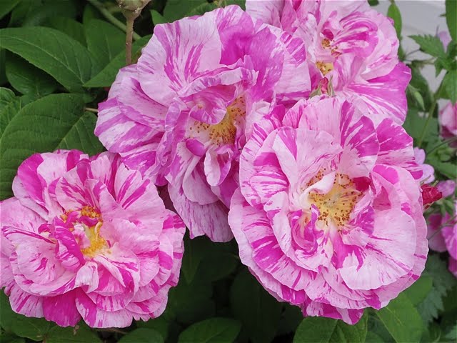 093 英国のバラ English Roseの話をイギリスのお花屋さんから聞い