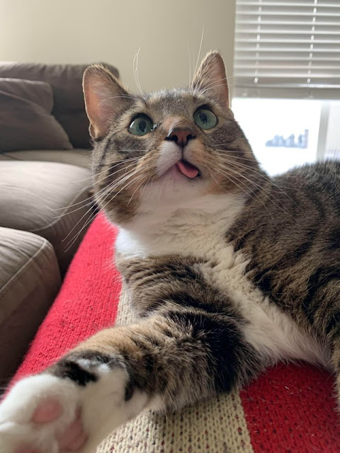 cat is currently out of order cat is currently out of order