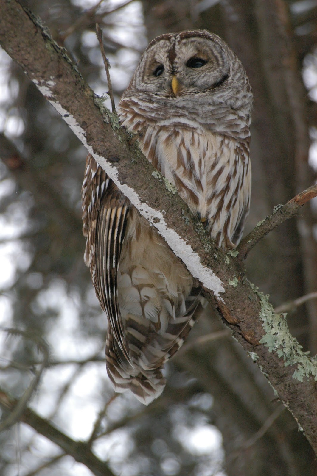 Animals in Winter Barred Owls