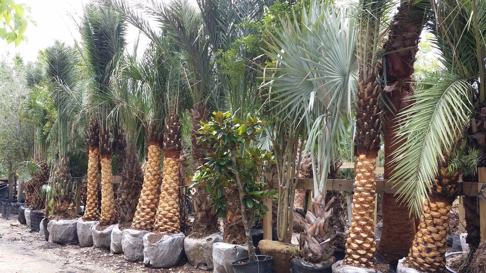 Cold Hardy Palm Trees in Houston Palms for your summer projects in