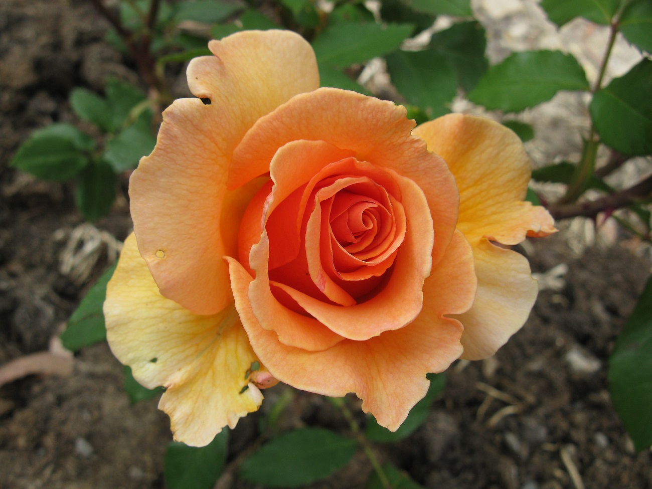 Vireya's Blog Another Finish