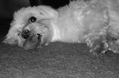 Lexi the Maltese B&W photo of Lexi the Maltese