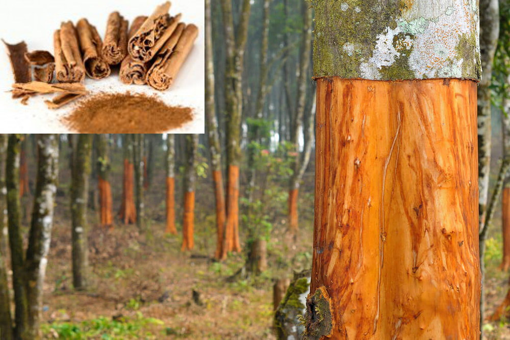 Cinnamon Nutrition Facts and Health Benefits Cinnamon Nutrition Facts and Health Benefits