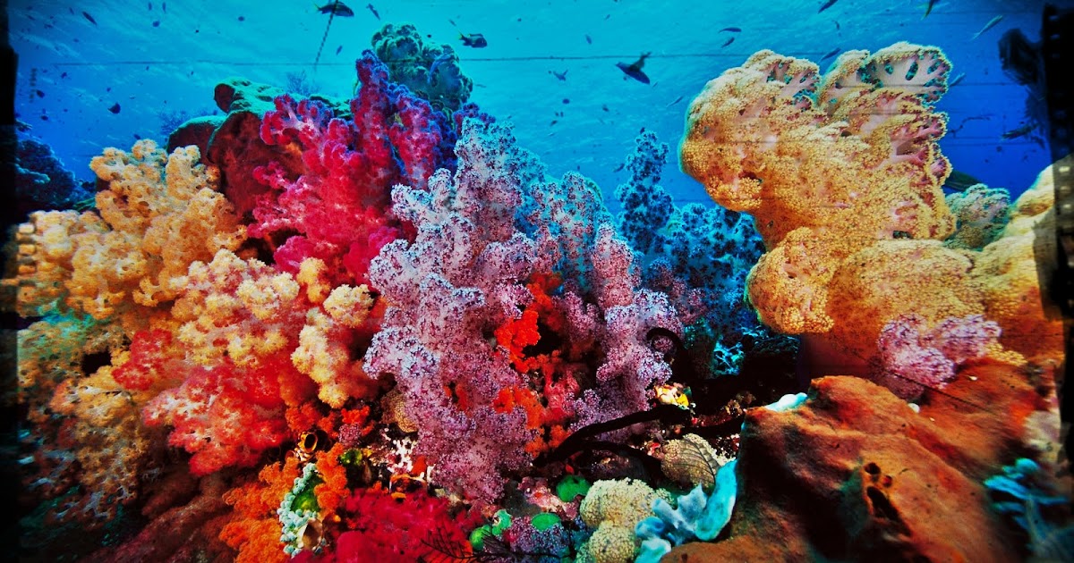 NarotoPeces: PEZ PERSONAJE "Las esponjas"