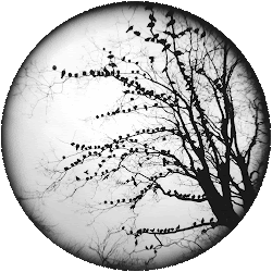 organic shapes inorganic shape forms geometry geometric form difference between tree bleeping