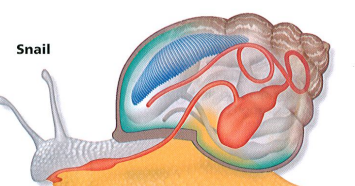 7th Grade Science 2016-17: Readings on Mollusca and images of soft