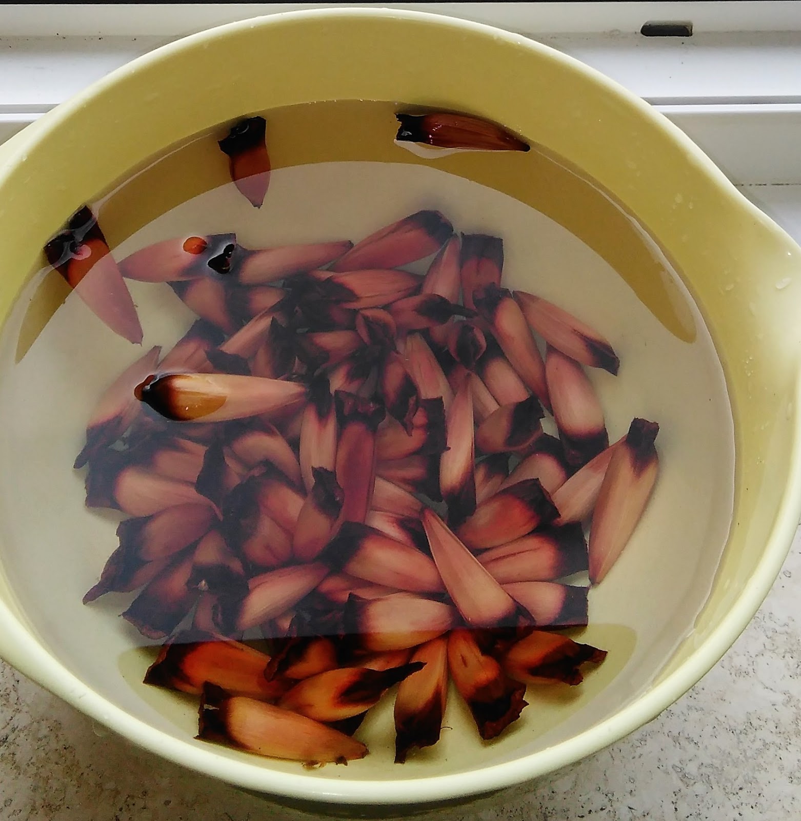 Cuanto Tarda En Germinar Una Piña Parque de Araucarias Araucanas" - Chile: Como sembrar piñones de Araucarias  Araucanas