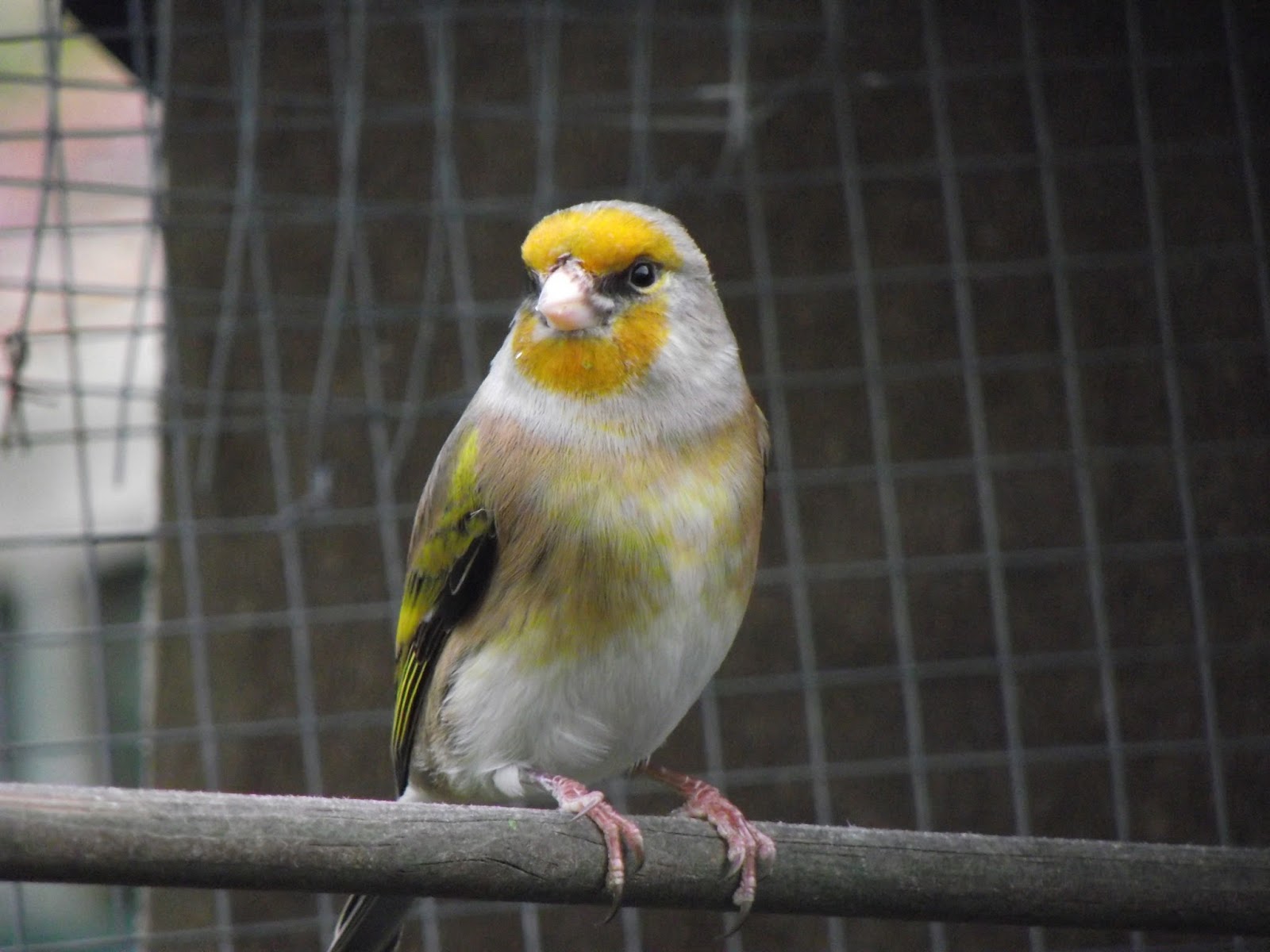 LETTERS FROM SHEPPEY: Mules and things