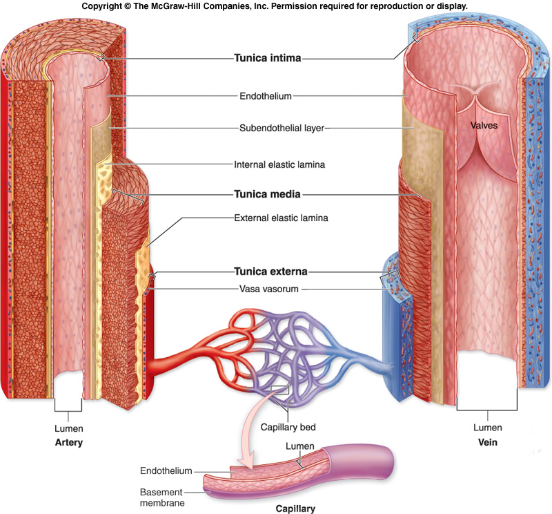 myScience Class: The blood vessels