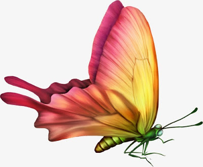 Butterfly Images Butterfly Images