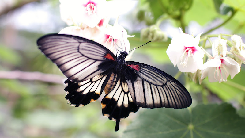 Black Butterfly and White Flowers