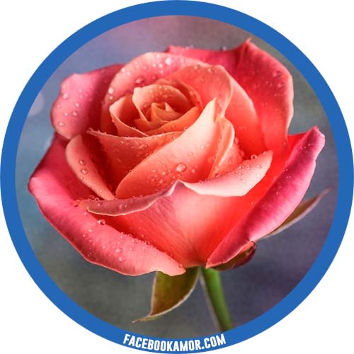 postales de rosa para perfil postales de rosa para perfil