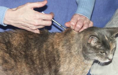 Can My Cat Catch Influenza From Me Can My Cat Catch Influenza From Me
