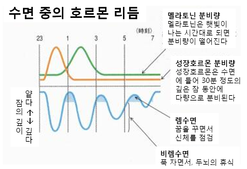 https://x-blueuv.blogspot.com/2015/10/blog-post_26.html 불면증 뿐만이 아니다! 멜라토닌의 효능 ~ 회춘 · 암 예방 · 항산화 ...