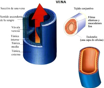 Vena Imagen de la vena indicando partes o capas a colores