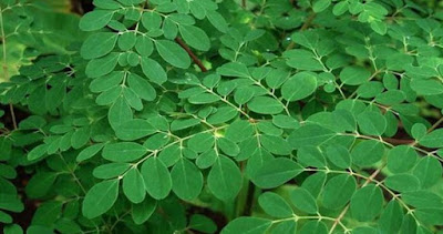 Manfaat daun kelor untuk mata manfaat daun kelor untuk mata dan cara mengolah daun kelor untuk mata, cara pengunaan daun kelor untuk mata