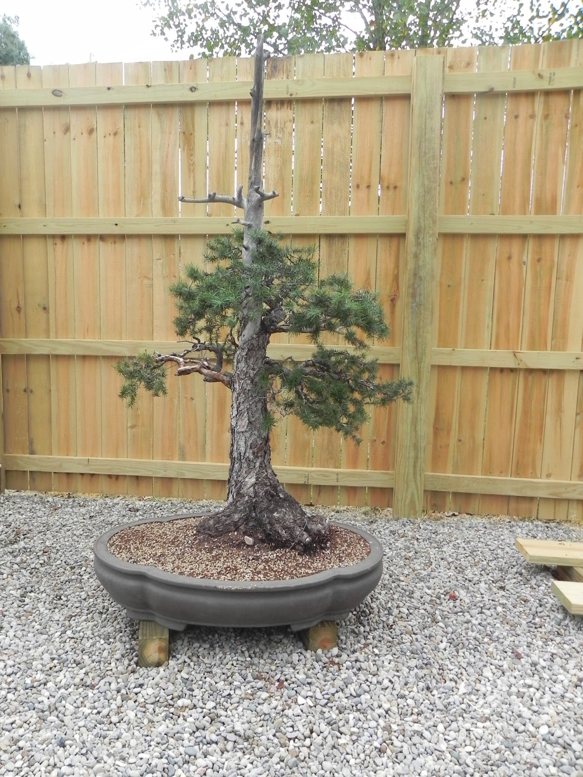 Gone Walkabout 2 Open House for Bjorn Bjorholm's Eiseien Bonsai Nursery