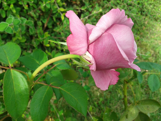 Rosa natural de color rosa